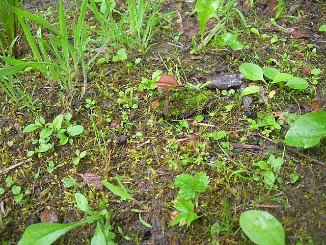 La  Flora  micologica  Alsaziana